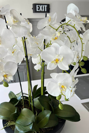 Orchids in Black Matt Bowl