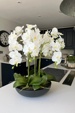 Orchids in Black Matt Bowl