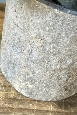 Parsley in a Warm Grey Stone Pot