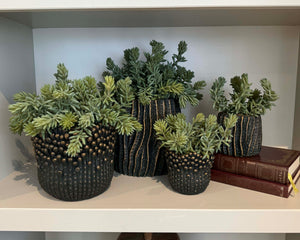 Mini Spiky Succulents in a Bronze Wavy Pot