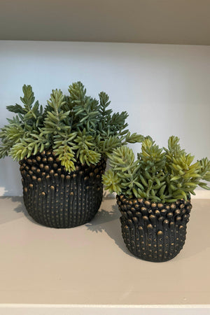Mini Spiky Succulents in a Bronze Dotty Pot