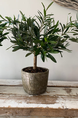 Mini Olive Tree in a Stone Pot