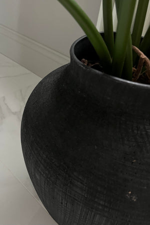 Philodendron in a Black Ceramic Pot