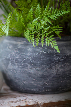 Fern in an Aged Grey/Black Ceramic Bowl