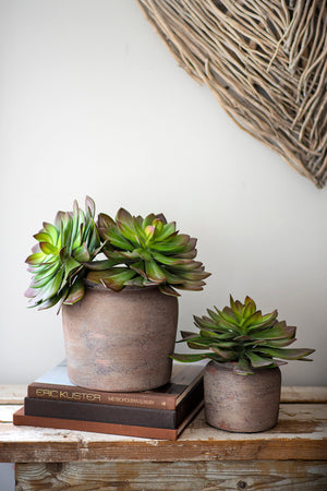 Succulents in Terracotta Sandblasted Vases