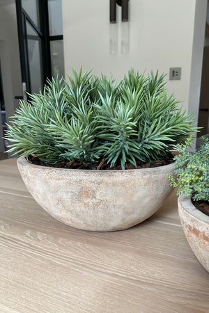 Spiky Succulent  in a Sandblasted Stone Terracotta Bowl