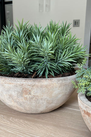 Spiky Succulent  in a Sandblasted Stone Terracotta Bowl