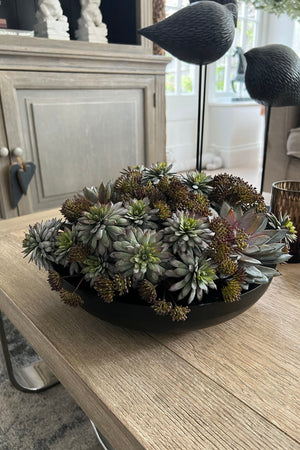 Succulents and Angelica in a Black Metal Bowl
