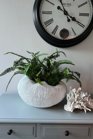 Fern in a White textured Bowl