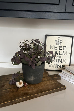 Purple Sage in a Grey Stone Pot