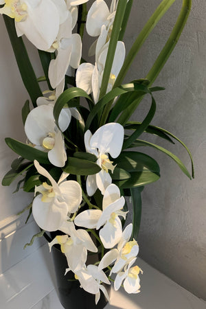 Orchids in a Tall Black Glass Vase