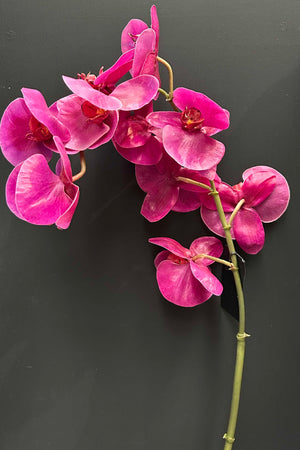 Orchid 87cm Fuschia