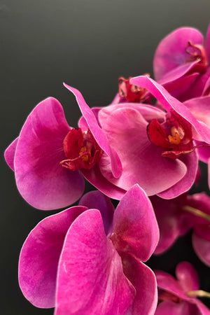 Orchid 87cm Fuschia