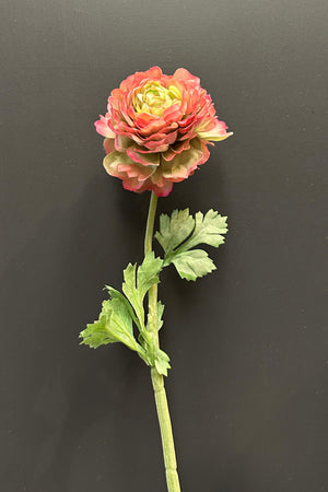 Ranunculus 50cm Pink/Green