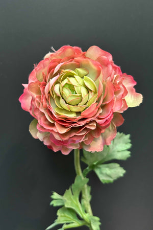 Ranunculus 50cm Pink/Green