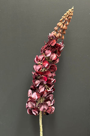 Lupinus 104cm Burgundy