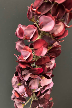 Lupinus 104cm Burgundy
