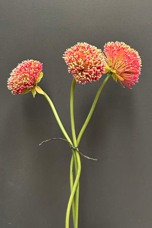 Allium 54cm Fuschia/Green