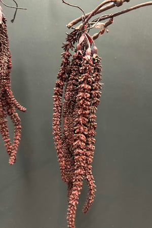 Birch Bud Branch 76cm Purple/Brown