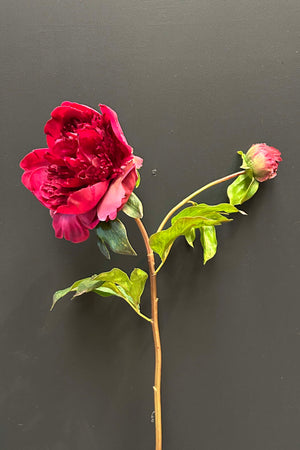 Peony 56cm Red/Pink