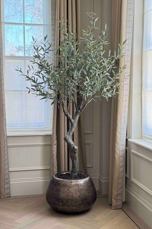 Potted faux olive tree in a room with large windows and curtains