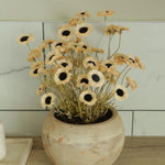 Daisies in a Terracotta Bowl RTfact Flowers 