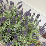 Lavender in a Square Basket RTfact Flowers 