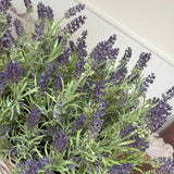 Lavender in a Square Basket RTfact Flowers 