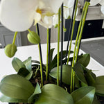 Orchids in Black Matt Bowl RTfact Flowers 
