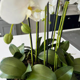 Orchids in Black Matt Bowl RTfact Flowers 