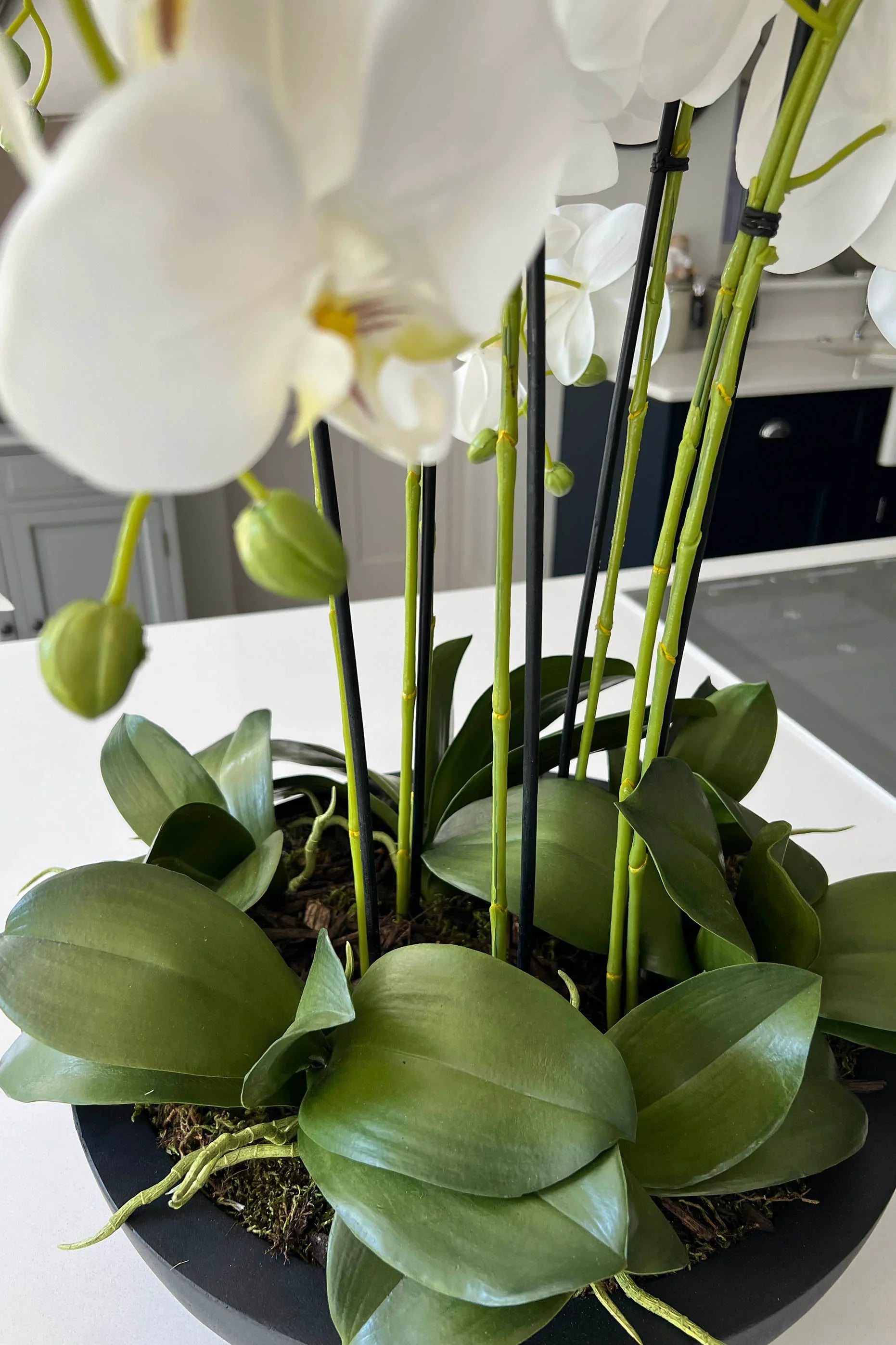 Orchids in Black Matt Bowl RTfact Flowers 