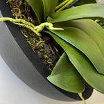 Orchids in Black Matt Bowl RTfact Flowers 