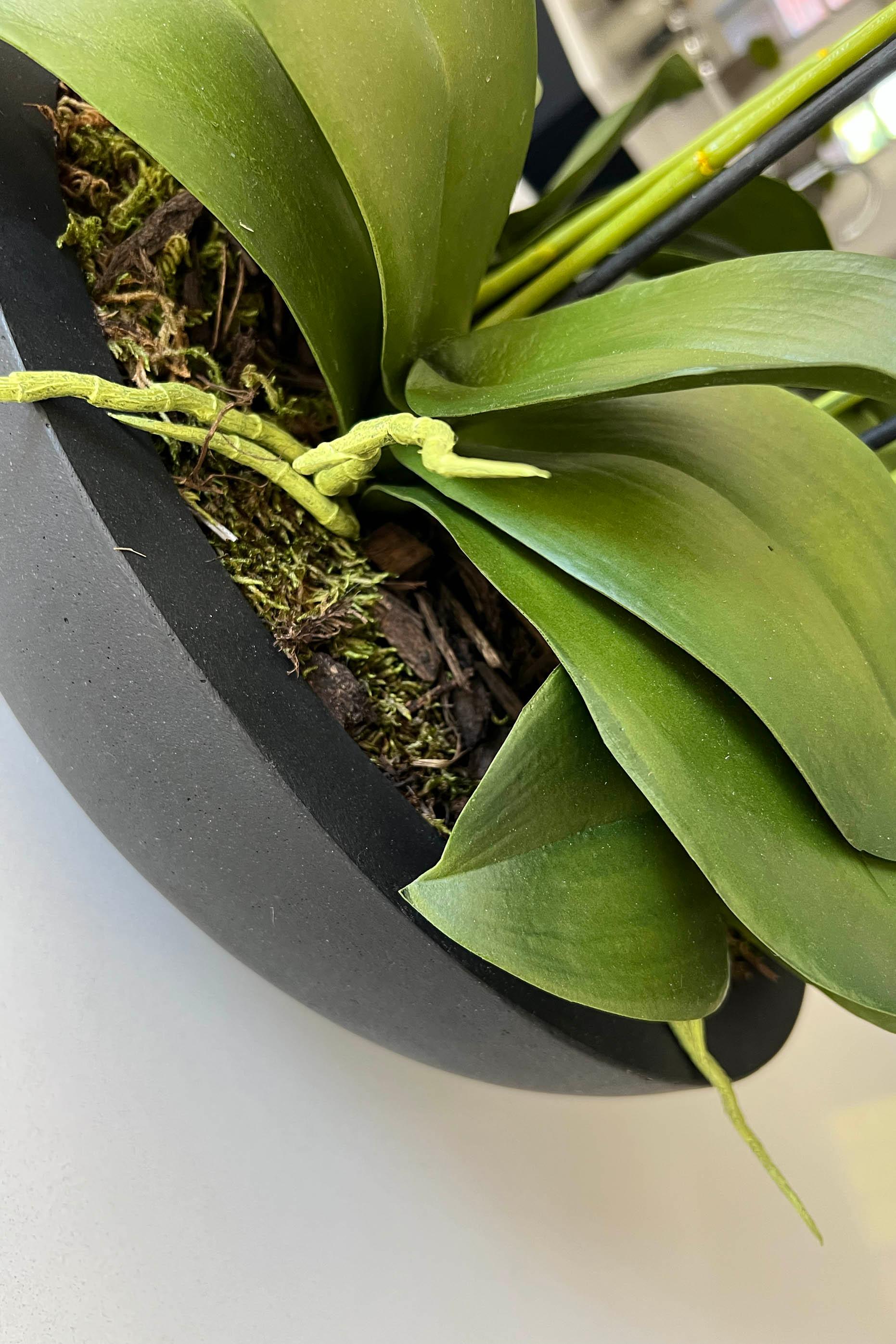 Orchids in Black Matt Bowl RTfact Flowers 