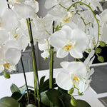Orchids in Black Matt Bowl RTfact Flowers 