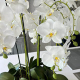 Orchids in Black Matt Bowl RTfact Flowers 