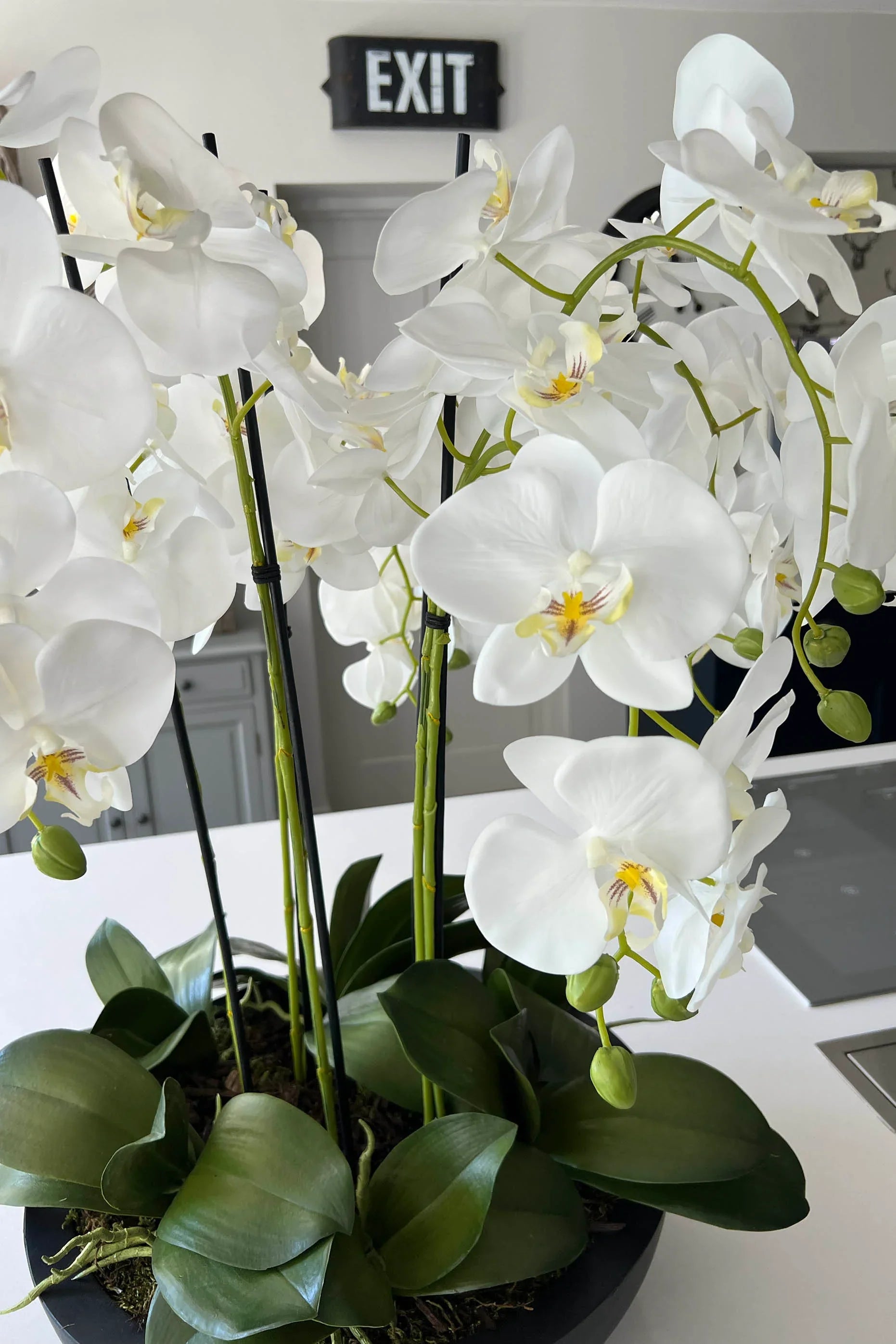 Orchids in Black Matt Bowl RTfact Flowers 