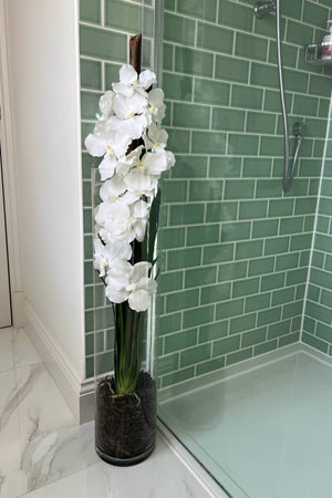 Vanda Orchid in a Tall Glass Cylinder (3 colours)