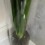 Vanda Orchid (White) in a Tall Glass Cylinder RTfact Flowers 