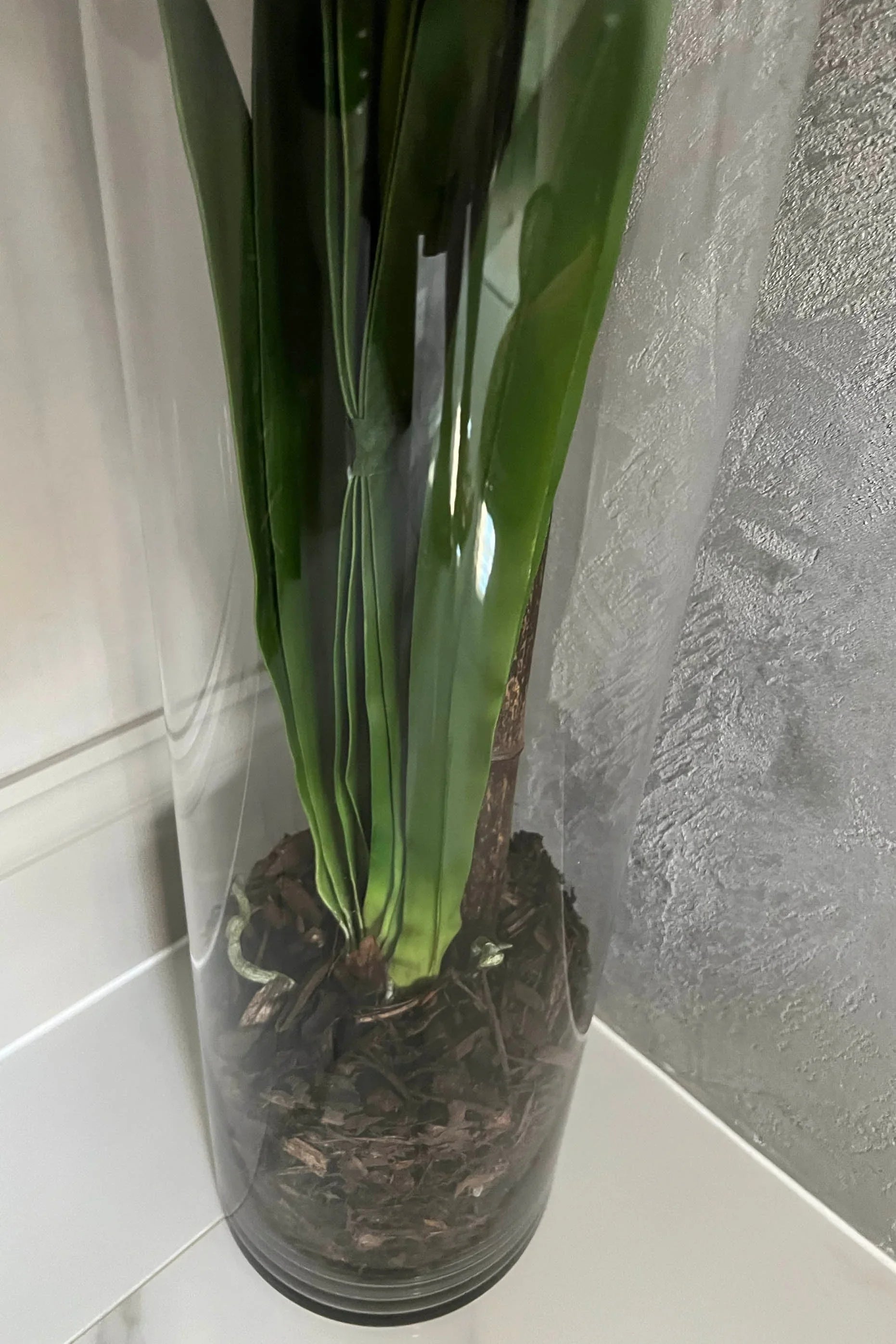 Vanda Orchid (White) in a Tall Glass Cylinder RTfact Flowers 