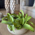 Succulent in a Grey textured bowl RTfact Flowers 