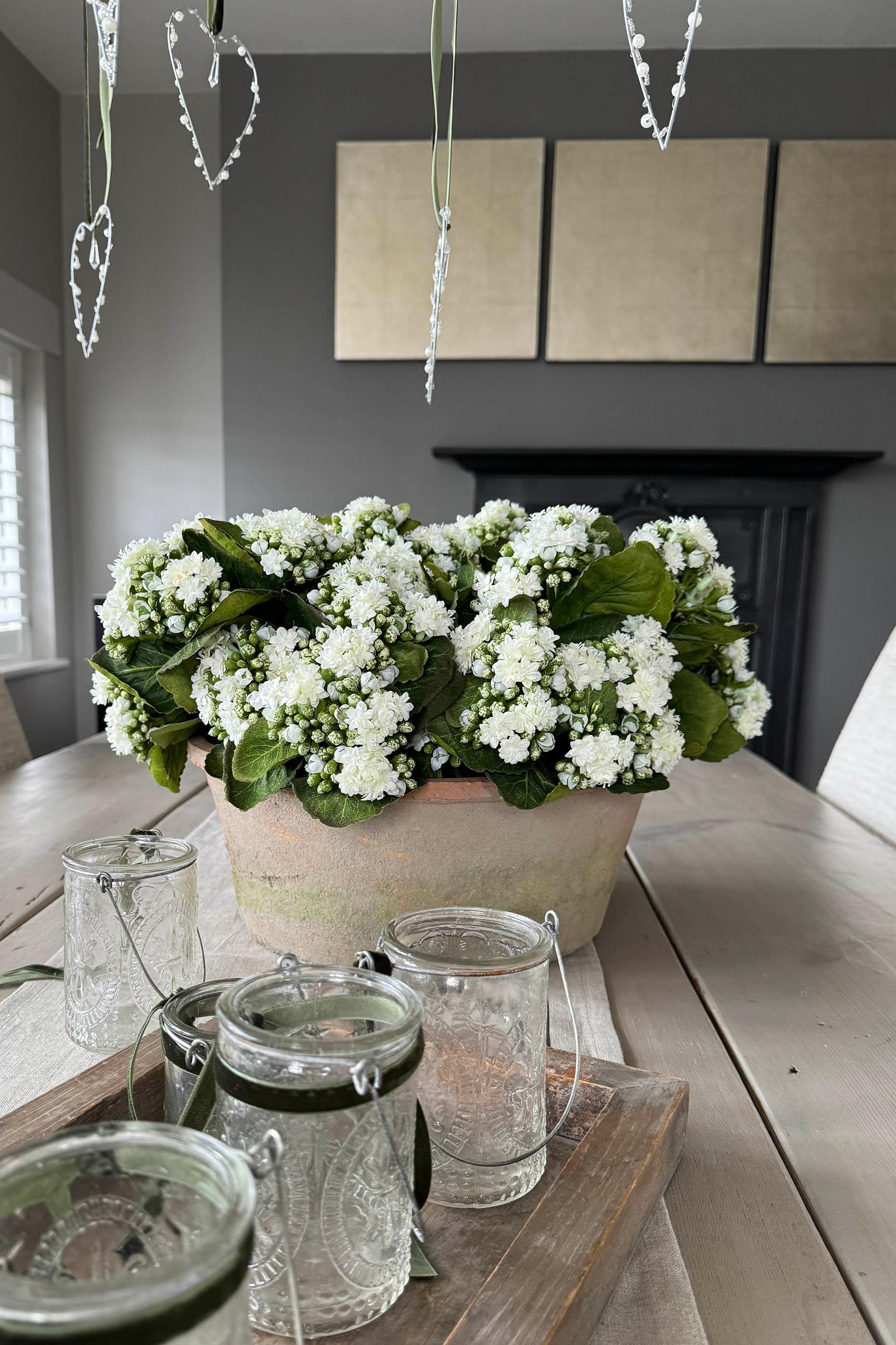 Kalanchoe Bell in a Clay Bowl RTfact Flowers 