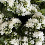 Kalanchoe Bell in a Clay Bowl RTfact Flowers 