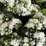 Kalanchoe Bell in a Clay Bowl RTfact Flowers 