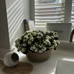 Kalanchoe Bell in a Clay Bowl RTfact Flowers 