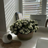 Kalanchoe Bell in a Clay Bowl RTfact Flowers 
