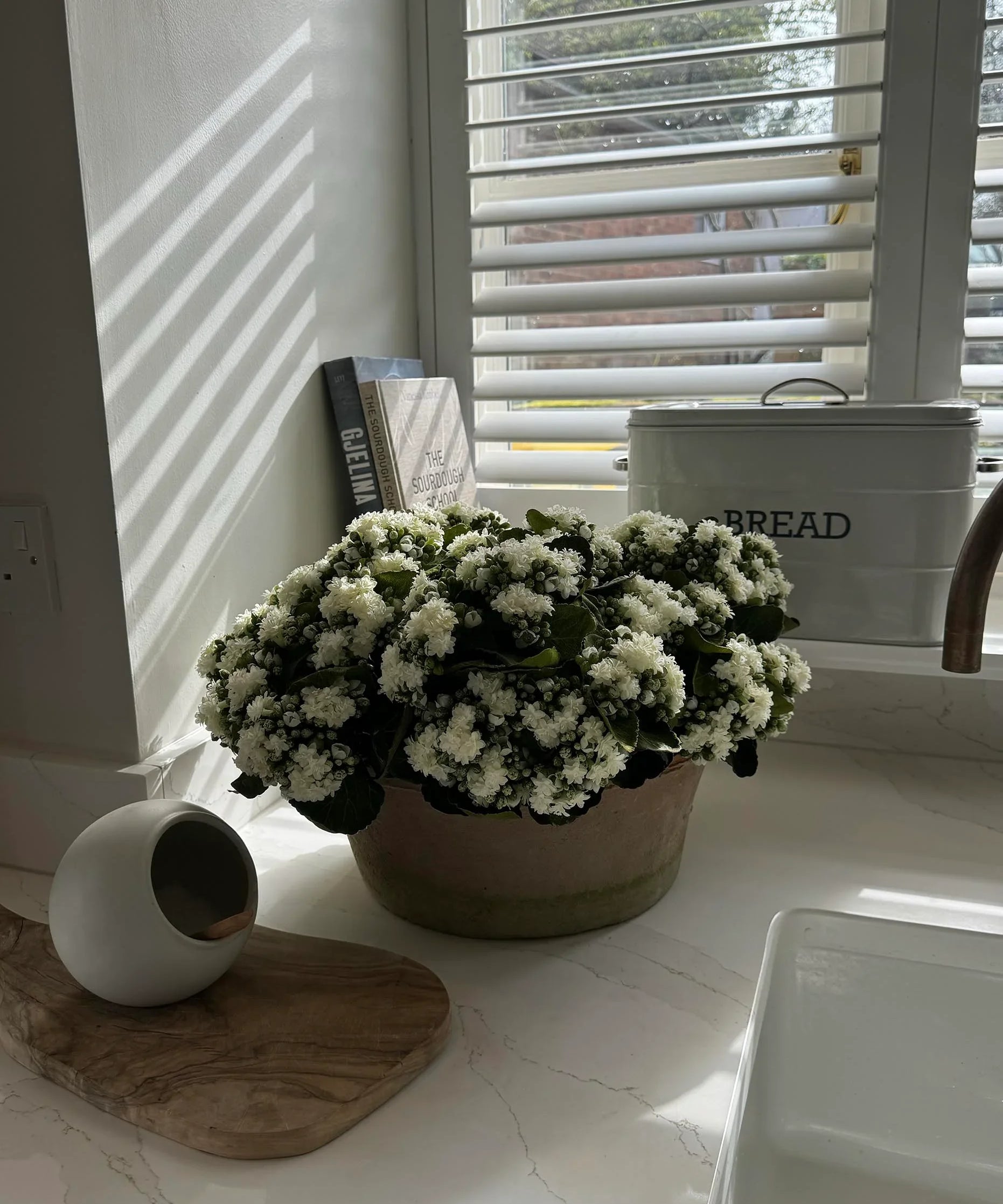 Kalanchoe Bell in a Clay Bowl RTfact Flowers 