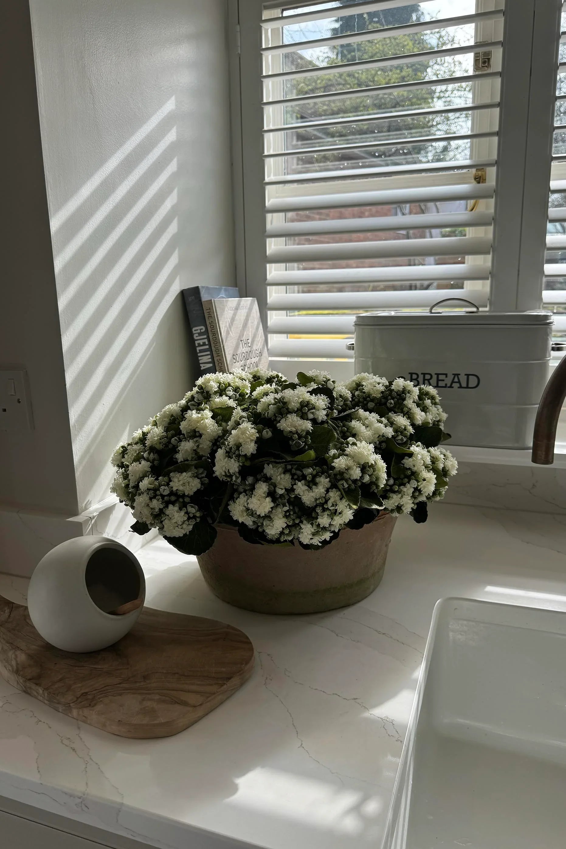 Kalanchoe Bell in a Clay Bowl RTfact Flowers 