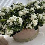 Kalanchoe Bell in a Clay Bowl RTfact Flowers 