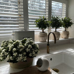 Kalanchoe Bell in a Clay Bowl RTfact Flowers 