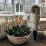 Red Hot Poker Aloe in a Terracotta Bowl RTfact Flowers 